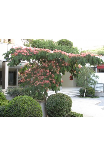 Альбіція ціна